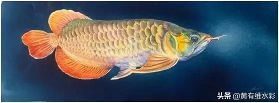 龍魚用什么顏色的背景（龍魚用什么顏色的背景顏色）