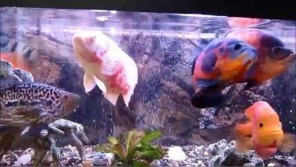 龍魚(yú)做手術(shù)多少錢(qián)一次啊視頻：龍魚(yú)做手術(shù)多少錢(qián)一次？全面解析費(fèi)用與注意事項(xiàng)