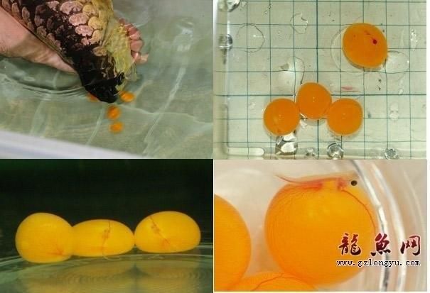 龍魚下蛋了吉祥嗎怎么養：龍魚下蛋了吉祥嗎 龍魚下蛋了吉祥嗎怎么養：龍魚下蛋了吉祥嗎 龍魚百科 第3張