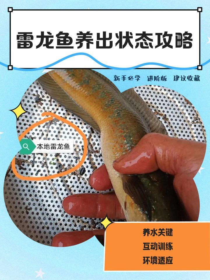 紅帝王雷龍魚(yú)水溫多少