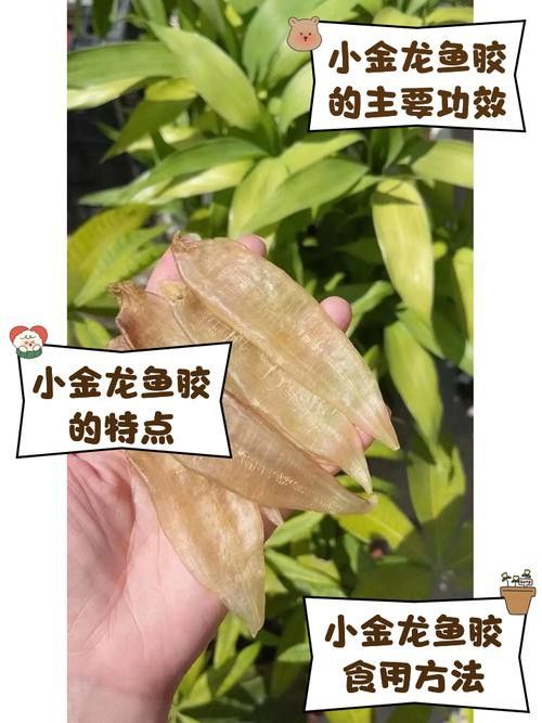 正宗金龍魚膠圖片及價格