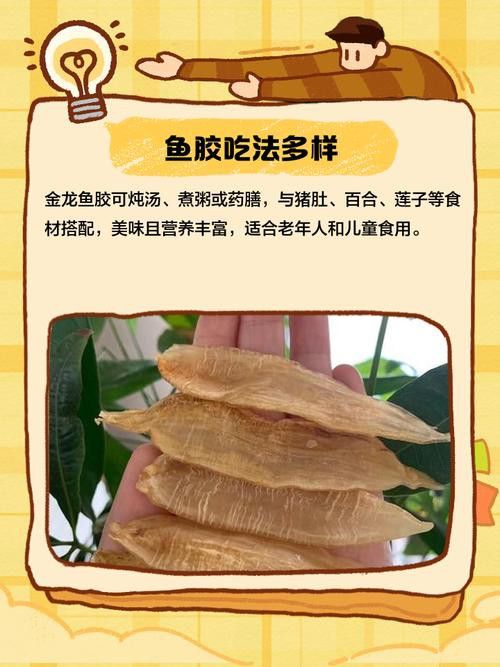 正宗金龍魚膠圖片及價格