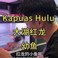 大湖紅龍和普通紅龍的價格差異大嗎？