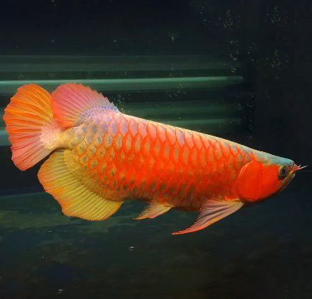 大湖紅龍和普通紅龍的價格差異大嗎？