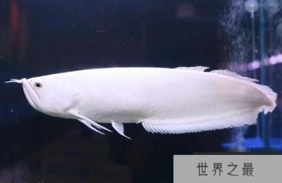 最貴的銀龍魚排名（最貴的銀龍魚品種排名，血紅龍魚31萬以上，血紅龍魚不是銀龍魚）