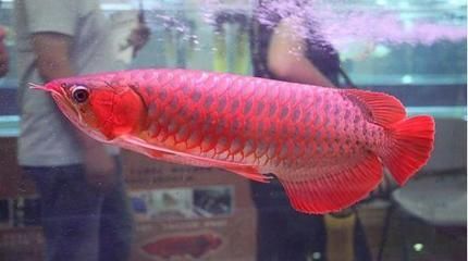 世界上最貴的紅龍魚排名第一：世界上最貴的紅龍魚排名第一的是什么？