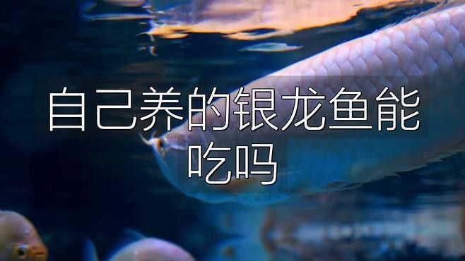 龍魚可以吃嗎