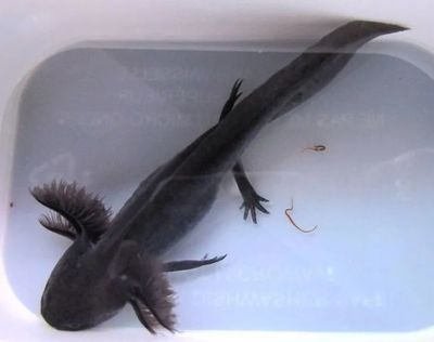 恐龍魚最大品種，六角恐龍魚與其他恐龍魚的區別，