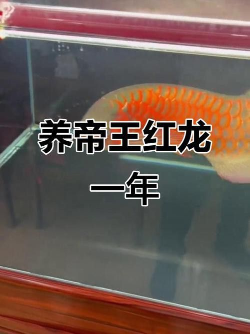 如何判斷帝龍火神紅龍是否健康？