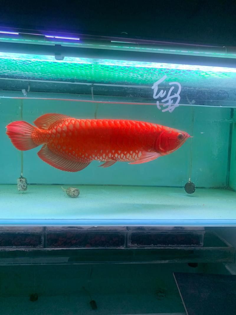 如何判斷帝龍火神紅龍是否健康？