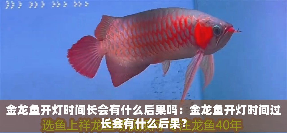 金龍魚開燈時間長會有什么后果嗎:金龍魚開燈時間過長會有什么后果? 龍魚百科 第1張 金龍魚開燈時間長會有什么后果嗎:金龍魚開燈時間過長會有什么后果? 金龍魚開燈時間長會有什么后果嗎:金龍魚開燈時間過長會有什么后果? 龍魚百科 第1張