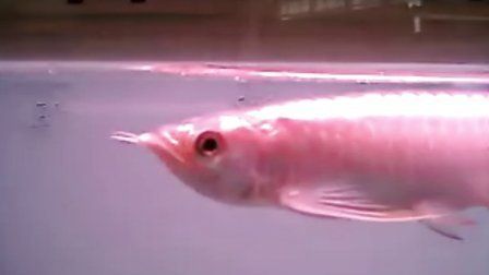 品相好的紅龍魚是什么魚啊：品相好的紅龍魚飼養(yǎng)技巧紅龍魚的飼養(yǎng)技巧紅龍魚的飼養(yǎng)技巧