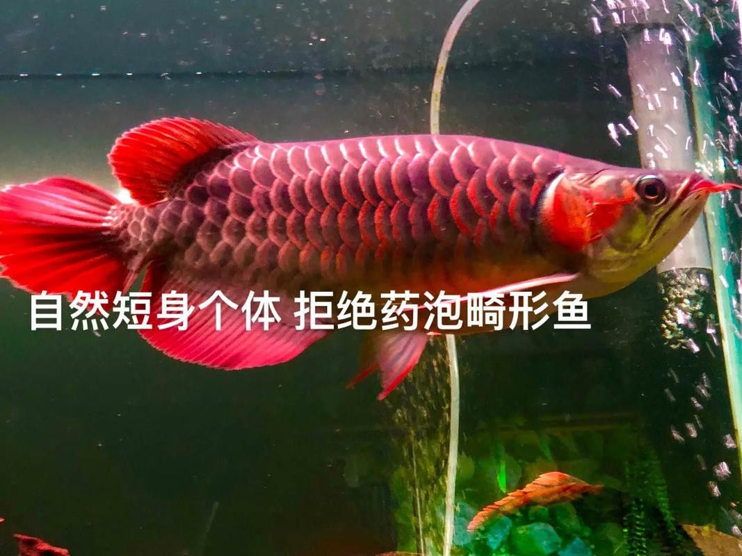如何區分福龍王龍魚和其他龍魚？