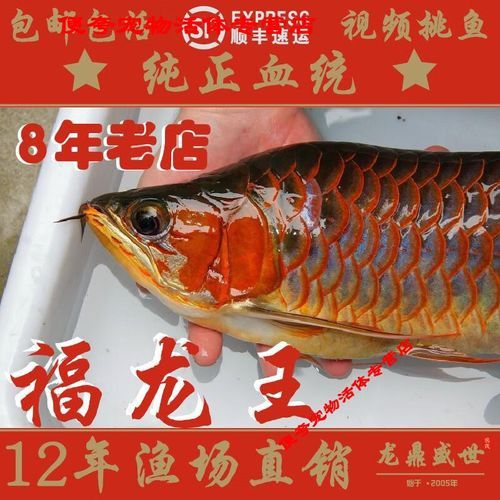 如何區分福龍王龍魚和其他龍魚？