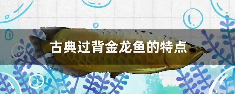古典過背金龍魚的特點有哪些呢：古典過背金龍魚