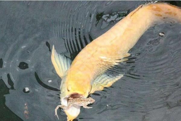 銀龍魚和虎魚能混養嗎圖片欣賞一下