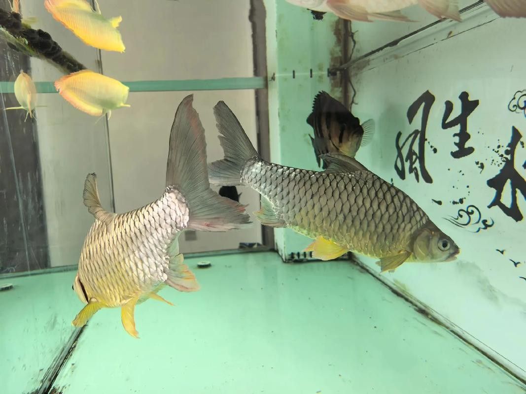銀龍魚和虎魚能混養嗎圖片欣賞一下