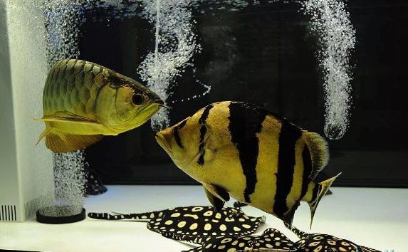 埃及神仙能和龍魚混養(yǎng)嗎