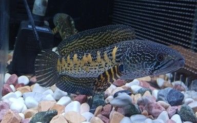 黃金雷龍魚能混養嗎（黃金雷龍魚可以與其他魚類混養嗎？）