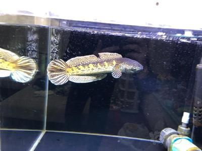 黃金雷龍魚能混養嗎（黃金雷龍魚可以與其他魚類混養嗎？）