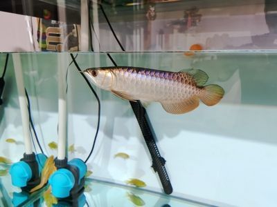龍魚到家多久才適應：龍魚到家后需要一段時間來適應新的環境和水質 龍魚到家多久才適應：龍魚到家后需要一段時間來適應新的環境和水質 龍魚百科 第2張