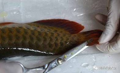 龍魚(yú)的魚(yú)鰭（關(guān)于龍魚(yú)的魚(yú)鰭的一些詳細(xì)信息） 龍魚(yú)的魚(yú)鰭（關(guān)于龍魚(yú)的魚(yú)鰭的一些詳細(xì)信息） 龍魚(yú)百科 第5張