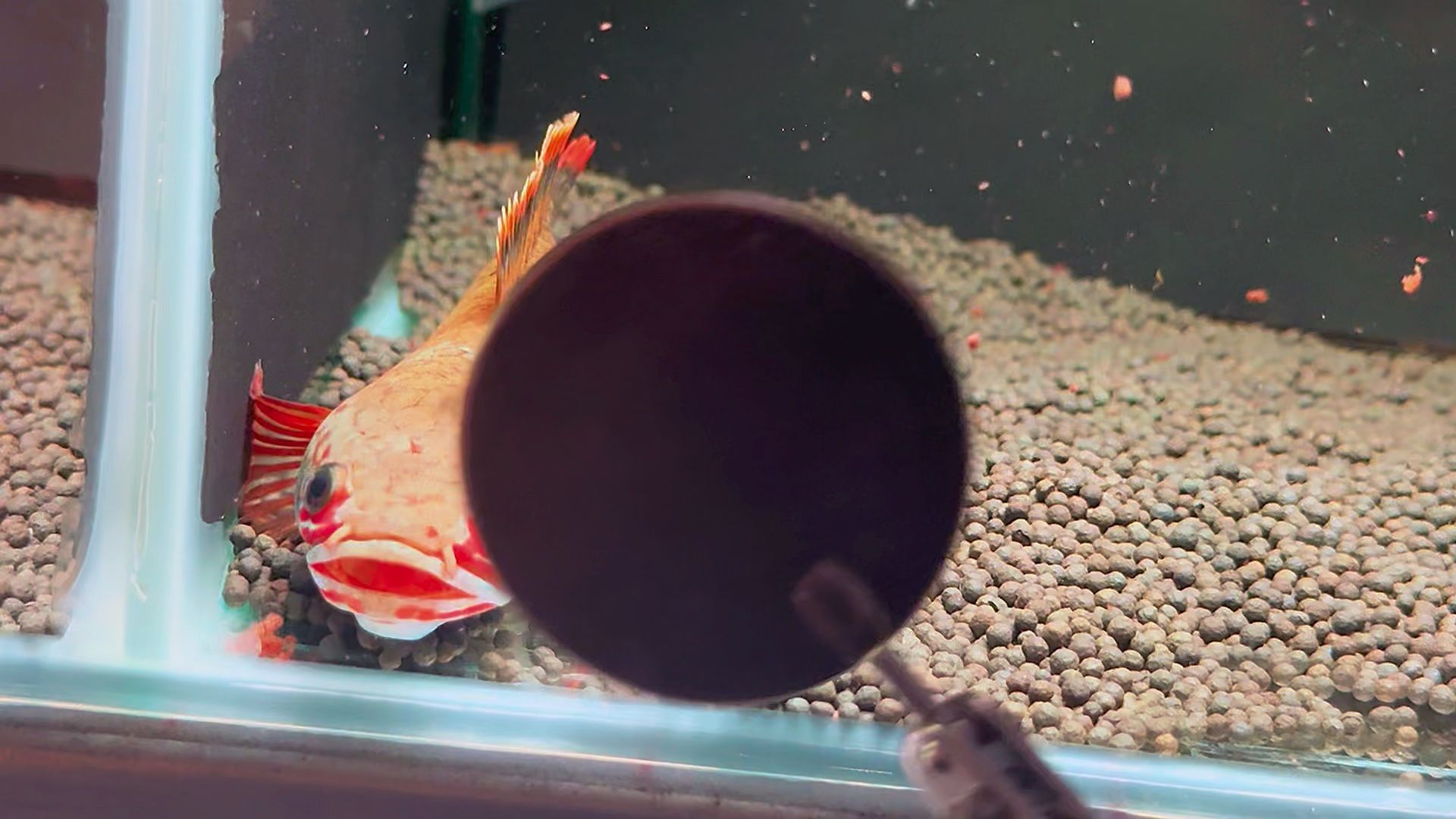 雷龍魚喂什么飼料好（雷龍魚飼料品牌推薦） 雷龍魚喂什么飼料好（雷龍魚飼料品牌推薦） 龍魚百科 第5張