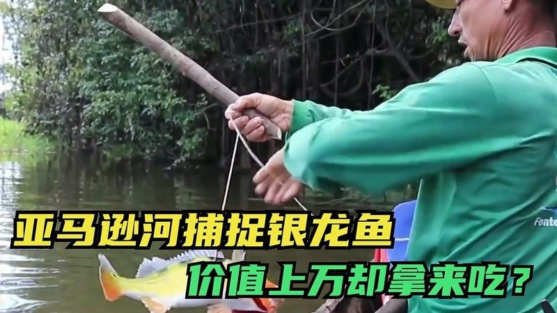 銀龍魚有觀賞價值嗎視頻播放