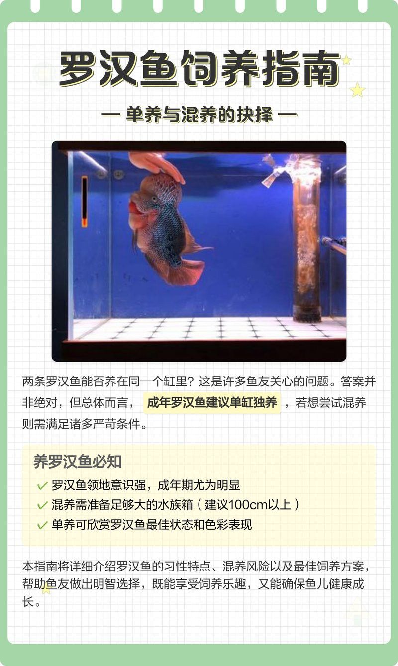 金龍魚羅漢魚混養怎么樣
