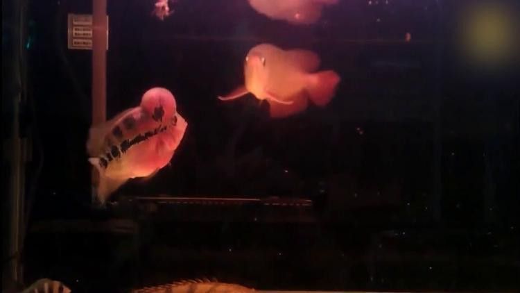 金龍魚羅漢魚混養怎么樣