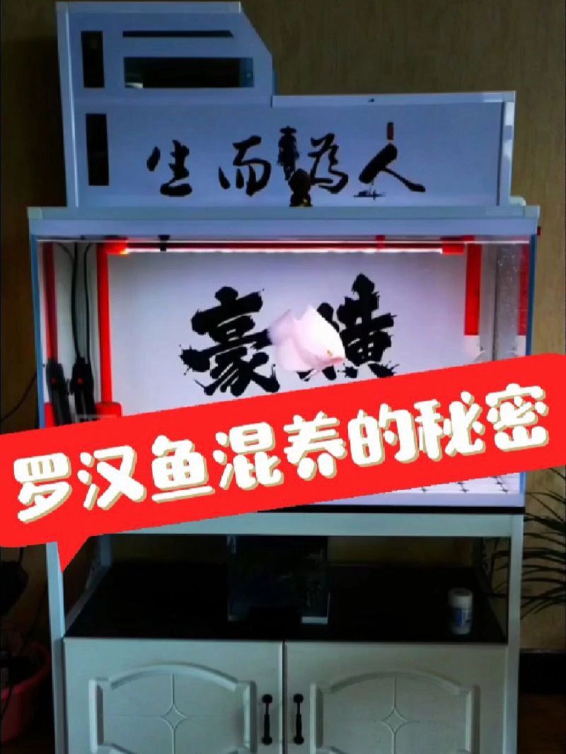 金龍魚羅漢魚混養怎么樣