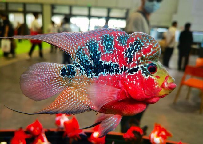 金龍魚羅漢魚混養怎么樣