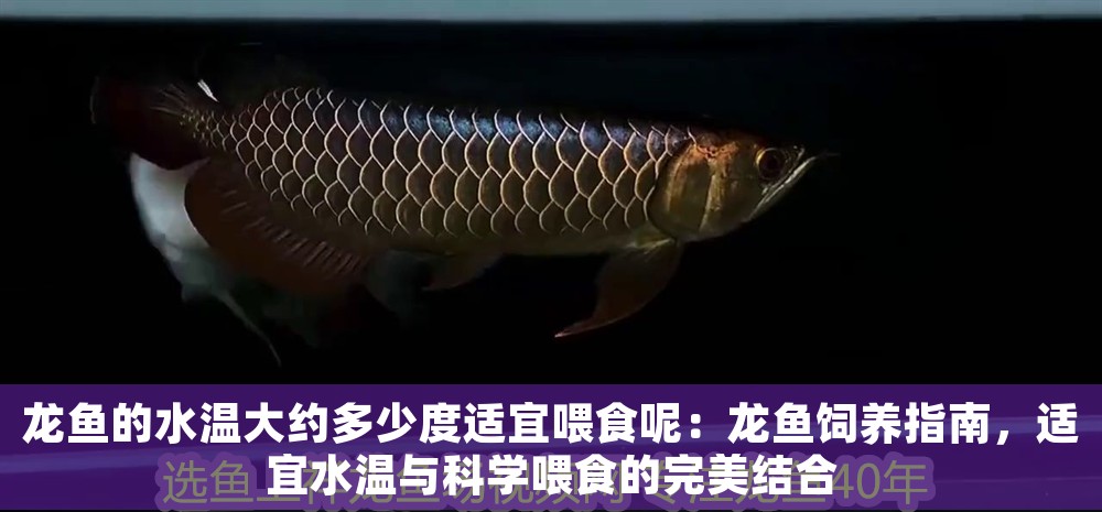 龍魚的水溫大約多少度適宜喂食呢：龍魚飼養指南，適宜水溫與科學喂食的完美結合