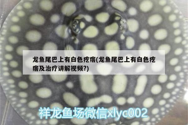 龍魚尾巴有凸起來的疙瘩：龍魚尾巴上凸起來的疙瘩可能是由于外傷感染引起的