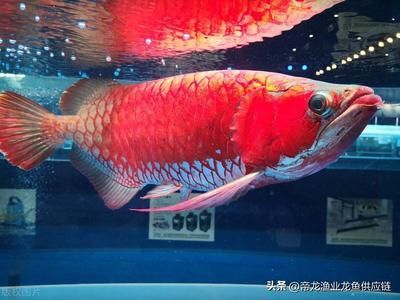 龍魚養殖利潤(龍魚養殖的利潤空間) 龍魚百科 第1張 龍魚養殖利潤(龍魚養殖的利潤空間) 龍魚養殖利潤(龍魚養殖的利潤空間) 龍魚百科 第1張