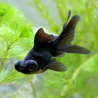 黑龍魚圖片高清