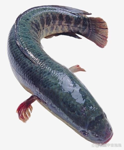 黑龍魚圖片高清