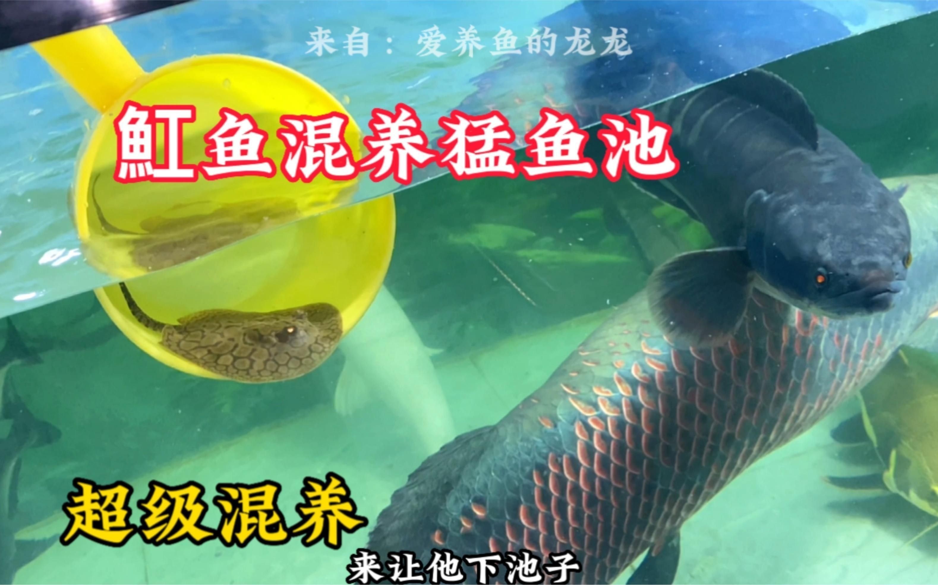 龍魚和魟魚混養需要多長時間適應