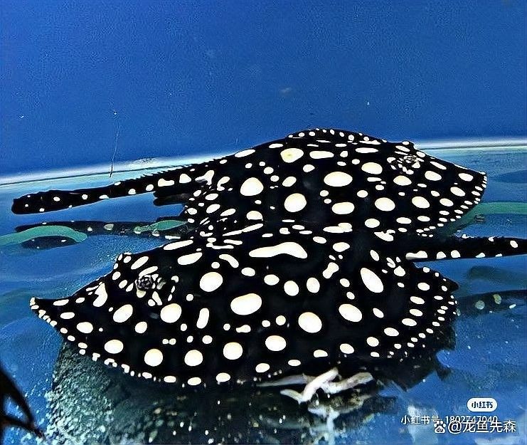 龍魚和魟魚混養需要多長時間適應