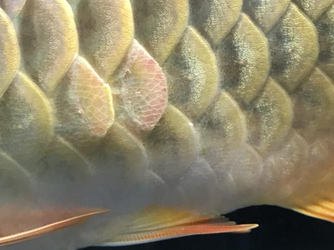 給我推薦一些高清的紅龍魚壁紙圖片 給我推薦一些高清的紅龍魚壁紙圖片 龍魚百科 第6張