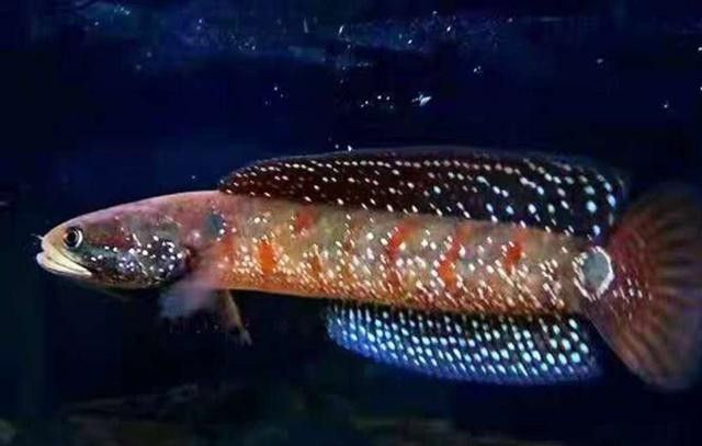 雷龍魚吃食不積極