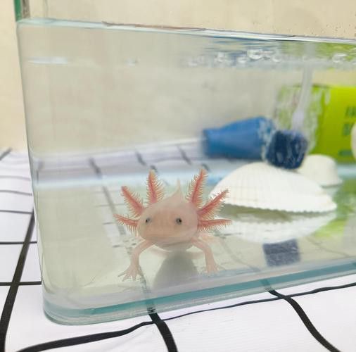 養六角恐龍魚注意事項有哪些呢