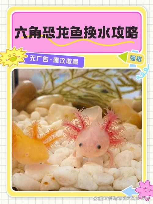 養六角恐龍魚注意事項有哪些呢