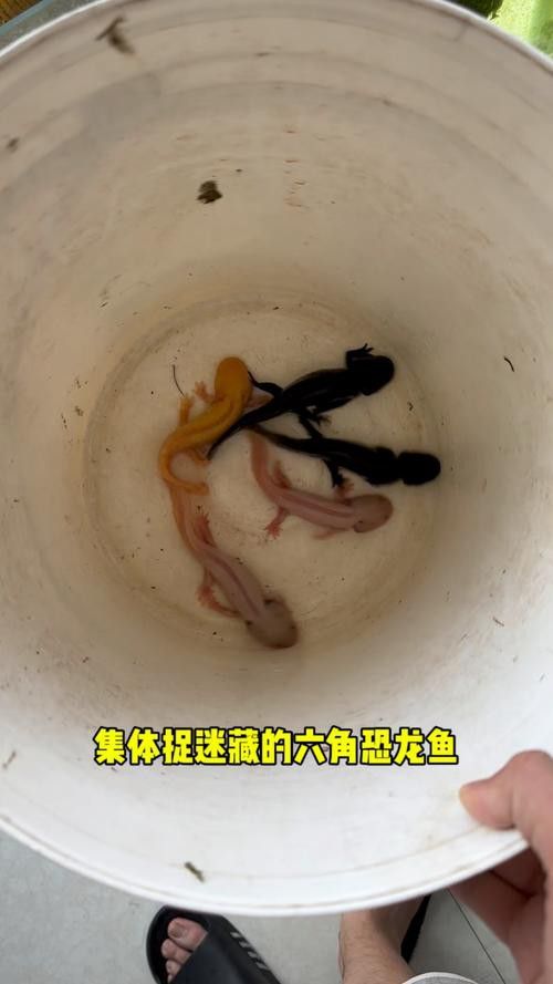 養六角恐龍魚注意事項有哪些呢