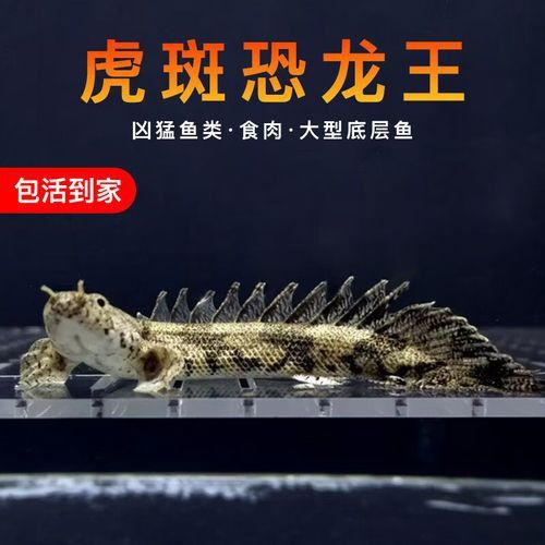 虎斑恐龍魚好養(yǎng)嗎怎么養(yǎng)