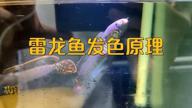 紅魔神雷龍魚多大發色好看