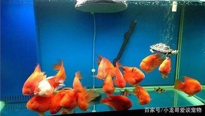 金菠蘿混養龍魚好養嗎【金菠蘿混養龍魚的常見問題及解決方法】 金菠蘿混養龍魚好養嗎【金菠蘿混養龍魚的常見問題及解決方法】 龍魚百科 第4張