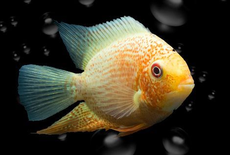金菠蘿混養龍魚好養嗎【金菠蘿混養龍魚的常見問題及解決方法】 金菠蘿混養龍魚好養嗎【金菠蘿混養龍魚的常見問題及解決方法】 龍魚百科 第5張