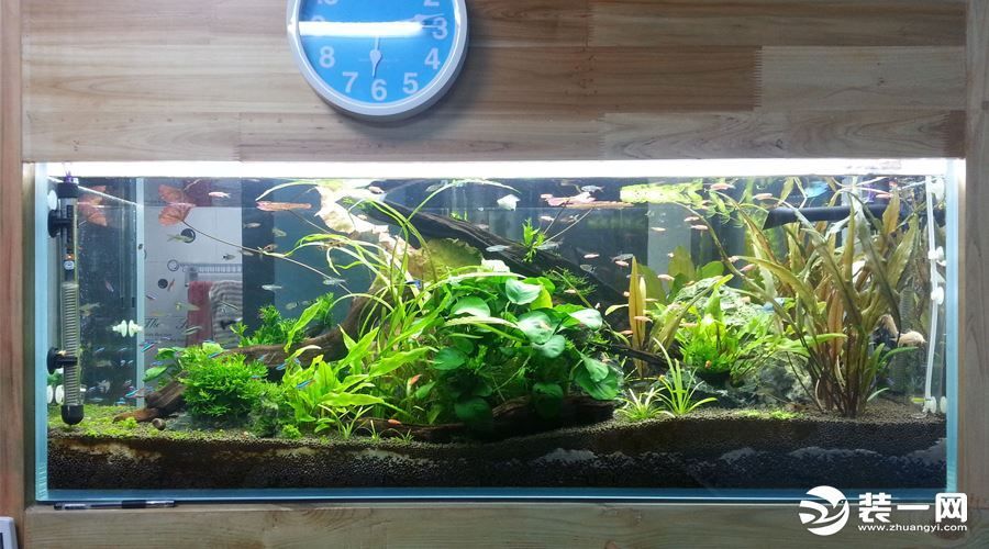 龍魚缸怎么改草缸：“龍魚缸怎么改草缸”，水草缸過濾系統的維護技巧 龍魚缸怎么改草缸：“龍魚缸怎么改草缸”，水草缸過濾系統的維護技巧 龍魚百科 第5張