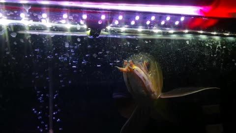 龍魚值錢嗎，龍魚養護成本詳細分析龍魚是否值錢取決于多種因素 龍魚值錢嗎，龍魚養護成本詳細分析龍魚是否值錢取決于多種因素 龍魚百科 第4張